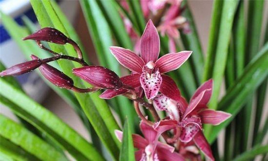 兰花叶面能喷水吗？具体养护技巧现在教给你