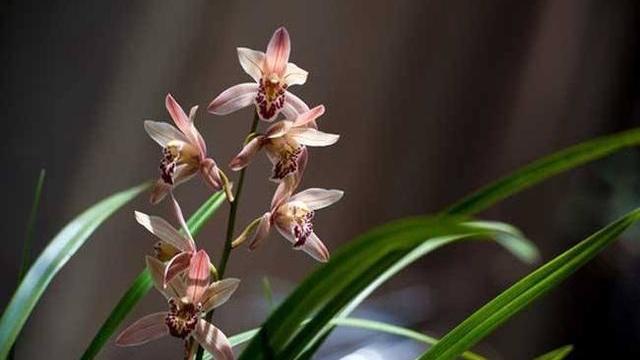 兰花叶面能喷水吗？具体养护技巧现在教给你