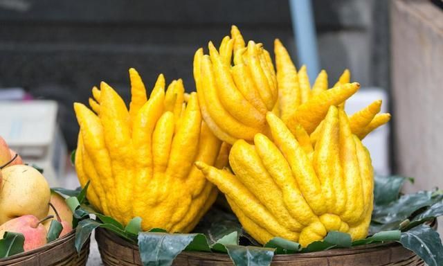 佛手美价值高,如何栽培?怎样养护呢?