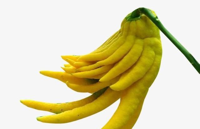 佛手美价值高,如何栽培?怎样养护呢?