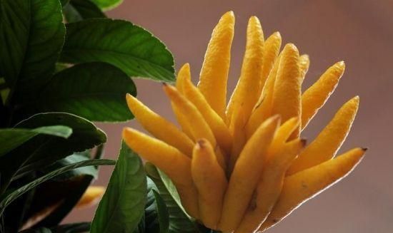 佛手美价值高,如何栽培?怎样养护呢?