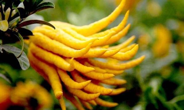 佛手美价值高,如何栽培?怎样养护呢?