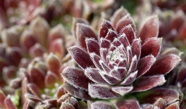 冬季这样养护多肉植物，基本上无需打理，植株旺叶片肥美多姿