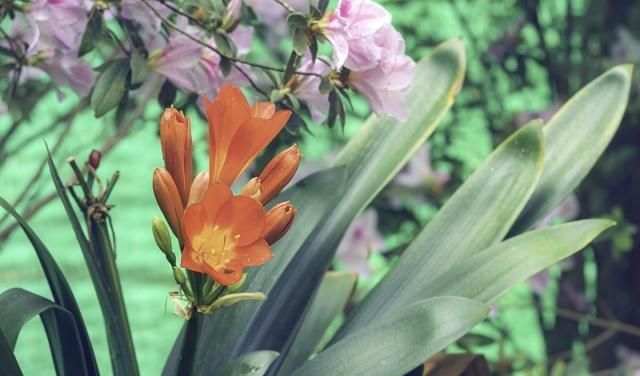 冬季这样养护多肉植物，基本上无需打理，植株旺叶片肥美多姿