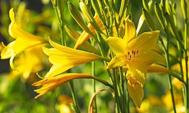 冬季这样养护多肉植物，基本上无需打理，植株旺叶片肥美多姿