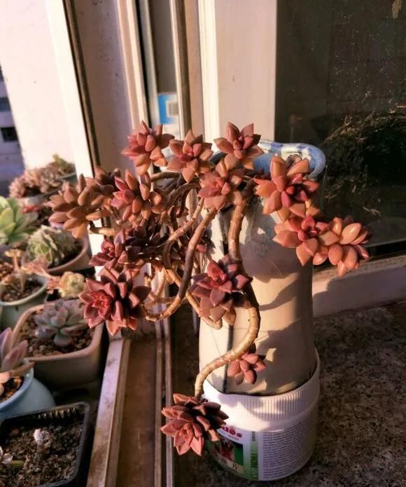 多肉长歪长徒别怕，4步养护法，半年养成悬崖桩，赚大了