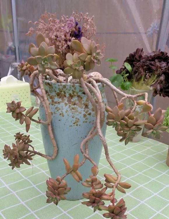 多肉长歪长徒别怕，4步养护法，半年养成悬崖桩，赚大了