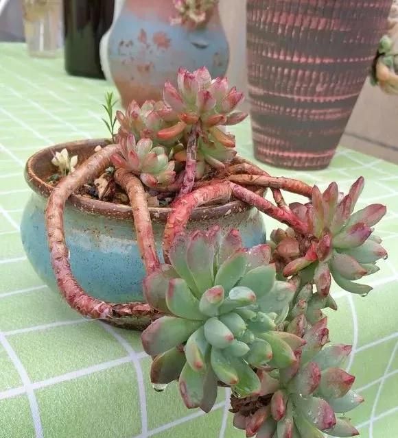 多肉长歪长徒别怕，4步养护法，半年养成悬崖桩，赚大了