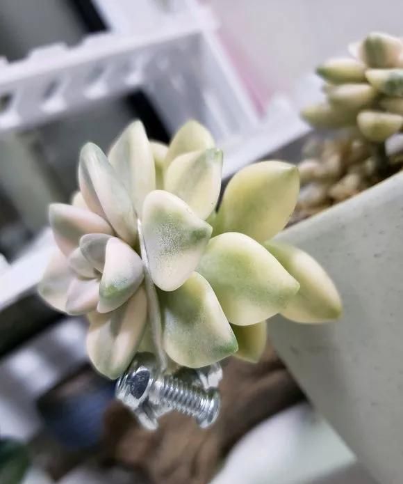 多肉长歪长徒别怕，4步养护法，半年养成悬崖桩，赚大了