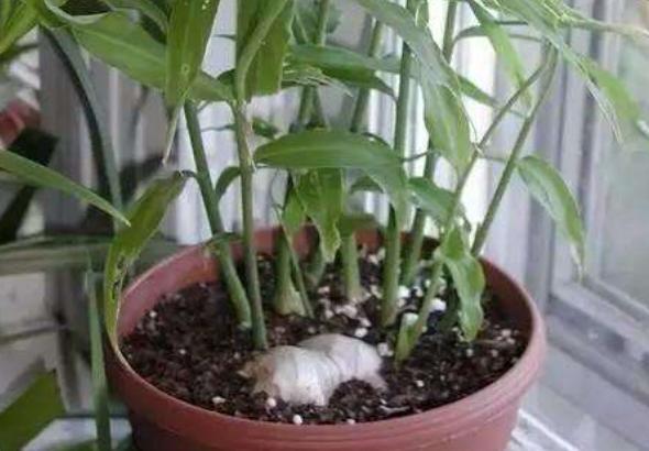 如何在家盆栽生姜?掌握4个养护要点,既能欣赏又能多开花结果