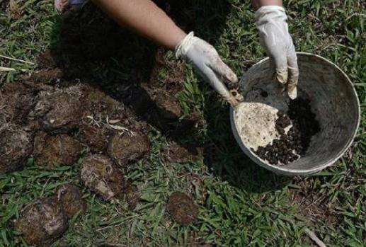 如何在家盆栽生姜?掌握4个养护要点,既能欣赏又能多开花结果