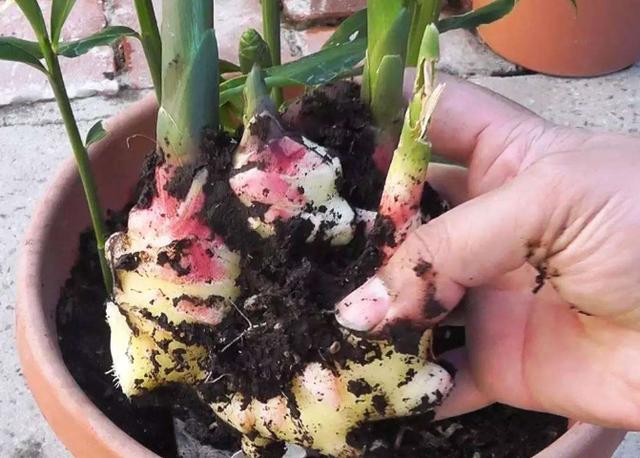 如何在家盆栽生姜?掌握4个养护要点,既能欣赏又能多开花结果