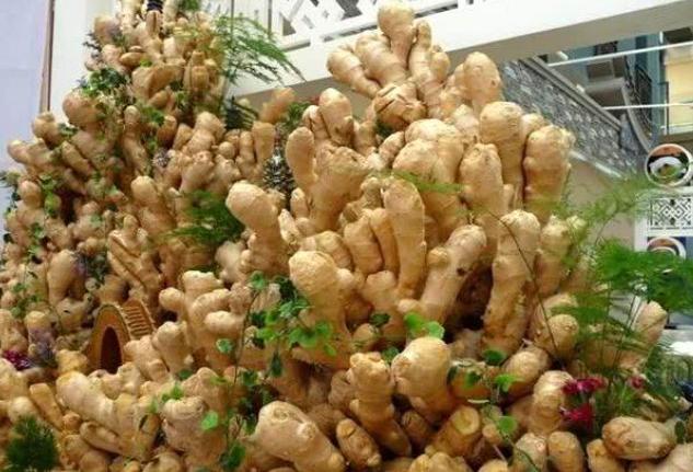 如何在家盆栽生姜?掌握4个养护要点,既能欣赏又能多开花结果