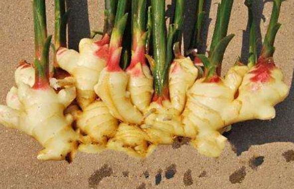 如何在家盆栽生姜?掌握4个养护要点,既能欣赏又能多开花结果