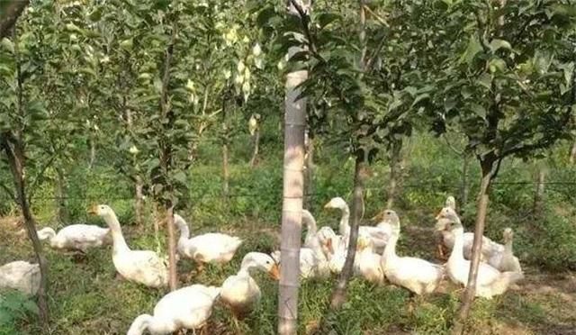 果园除草小窍门大作用，生态除草与机械除草相结合，效果最佳