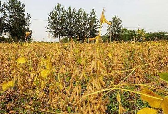 蔬菜种植，导致大豆倒伏的原因有哪些？该怎么预防？来学一下
