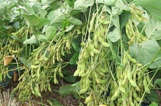 蔬菜种植，导致大豆倒伏的原因有哪些？该怎么预防？来学一下