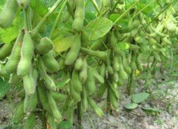 蔬菜种植，导致大豆倒伏的原因有哪些？该怎么预防？来学一下