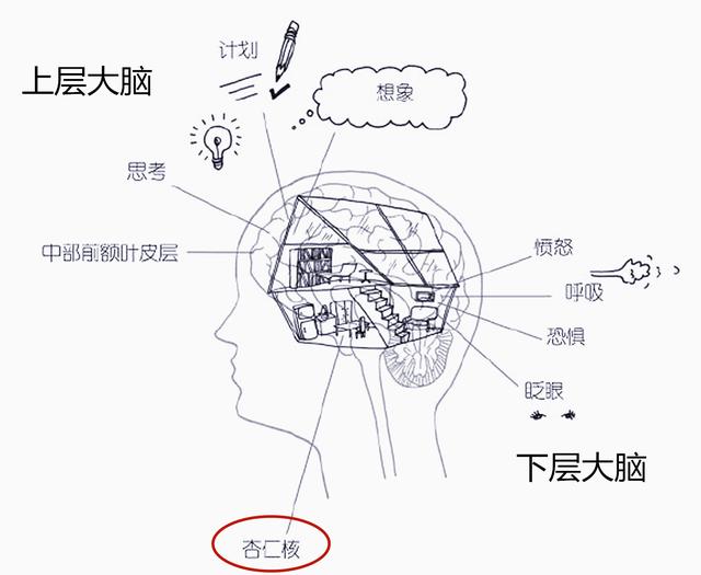 宝宝的情绪难失控，是因为宝宝的“控制中心”被锁在“上层大脑”