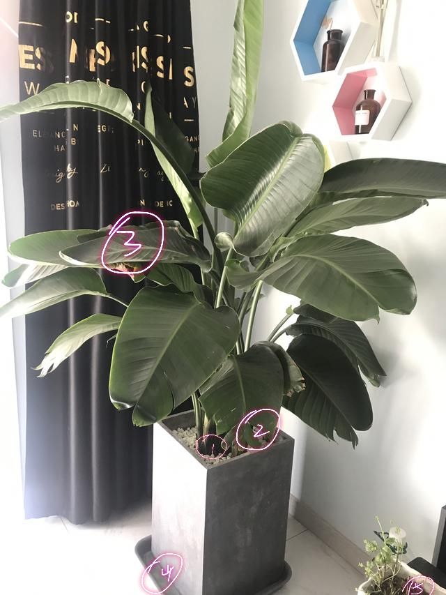 地暖房养的鹤望兰叶片下垂耷拉还发黄?鹤望兰地暖房养护3要点