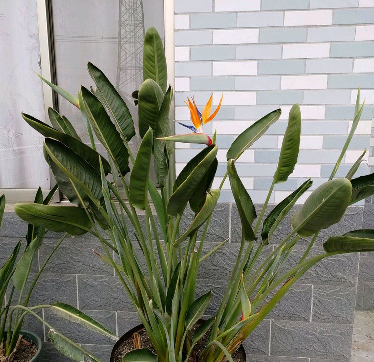 地暖房养的鹤望兰叶片下垂耷拉还发黄?鹤望兰地暖房养护3要点