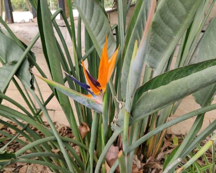 地暖房养的鹤望兰叶片下垂耷拉还发黄?鹤望兰地暖房养护3要点