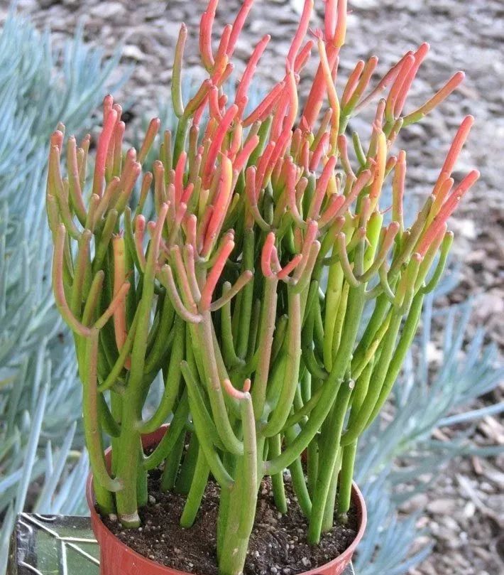 在室内轻松养护光棍树,虽长不到两三米高,却能不断繁殖