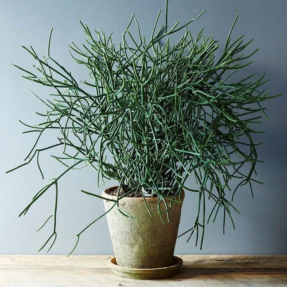 在室内轻松养护光棍树,虽长不到两三米高,却能不断繁殖