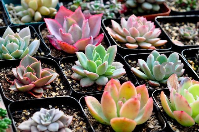 多肉叶片厚实可不耐寒,想要安全过冬,养护5招不能忘