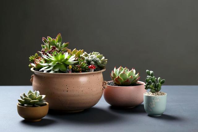 多肉叶片厚实可不耐寒,想要安全过冬,养护5招不能忘