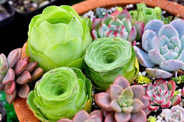 多肉叶片厚实可不耐寒,想要安全过冬,养护5招不能忘