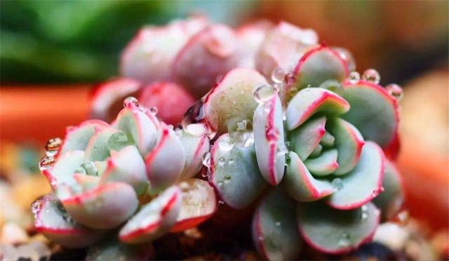 多肉叶片厚实可不耐寒,想要安全过冬,养护5招不能忘