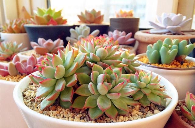多肉叶片厚实可不耐寒,想要安全过冬,养护5招不能忘