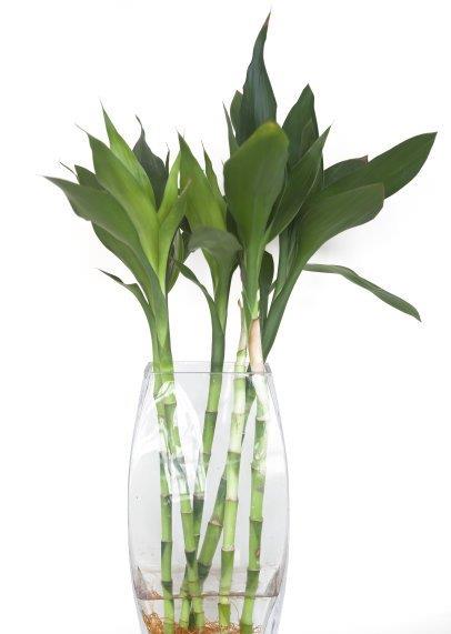 富贵竹在养护中，水培和土培差别太大了