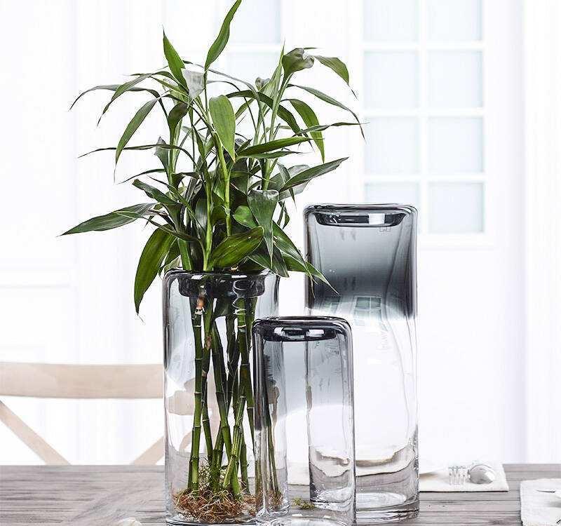 富贵竹在养护中，水培和土培差别太大了