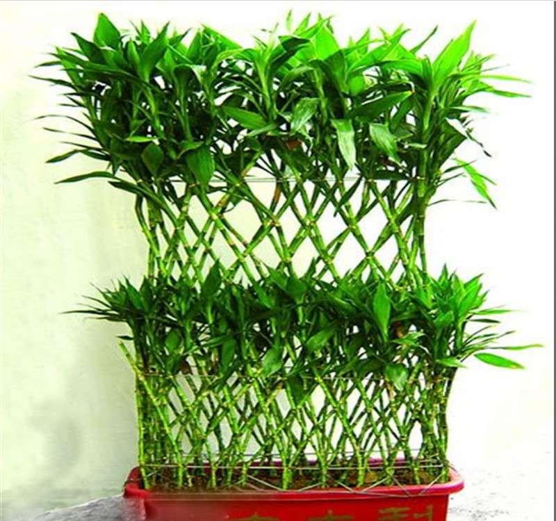 富贵竹在养护中，水培和土培差别太大了