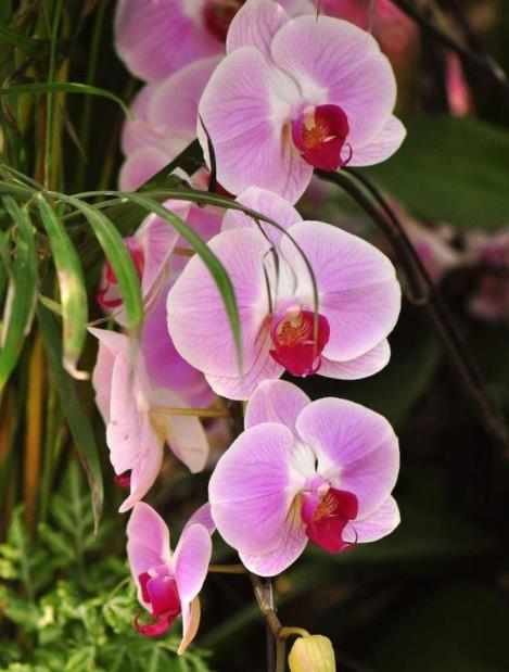 4种花,无需精心养护,“粗养”也能长得旺,特适合“懒人”养