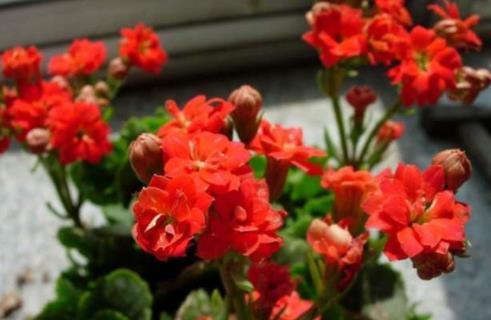 4种花,无需精心养护,“粗养”也能长得旺,特适合“懒人”养