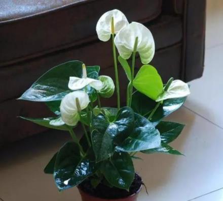 4种花,无需精心养护,“粗养”也能长得旺,特适合“懒人”养