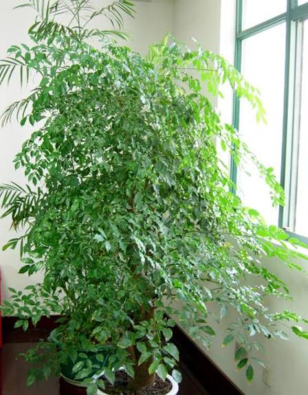 4种花,无需精心养护,“粗养”也能长得旺,特适合“懒人”养