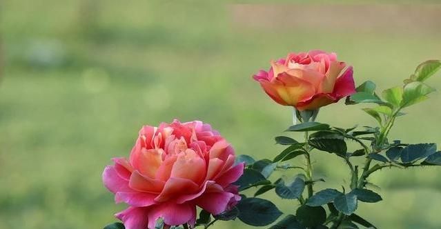 月季养护挑位置，找对地方长得快，开花也多