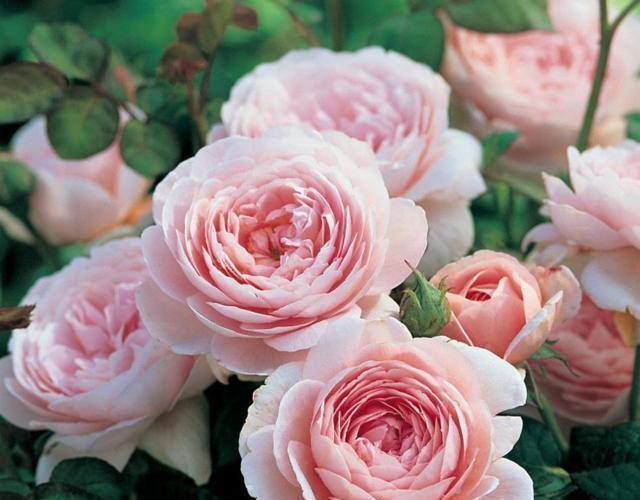 月季养护挑位置，找对地方长得快，开花也多