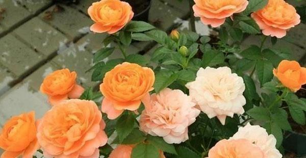 月季养护挑位置，找对地方长得快，开花也多