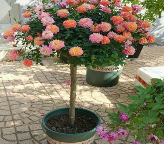 盆栽月季就选树桩月季花，养一盆可年年赏花，养护只需注意4点