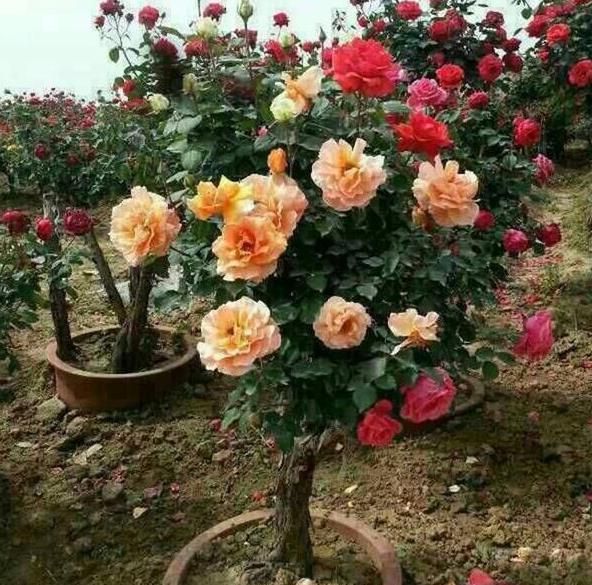 盆栽月季就选树桩月季花，养一盆可年年赏花，养护只需注意4点