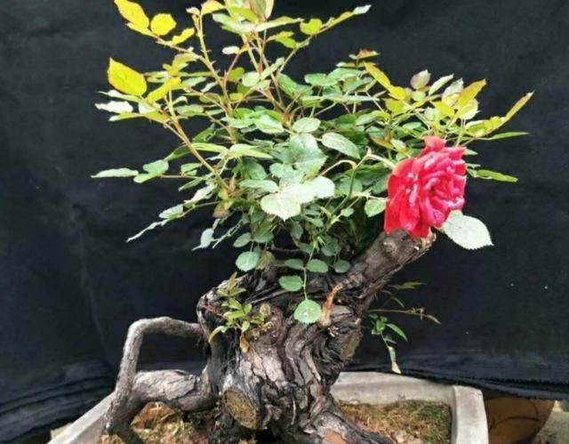 盆栽月季就选树桩月季花，养一盆可年年赏花，养护只需注意4点