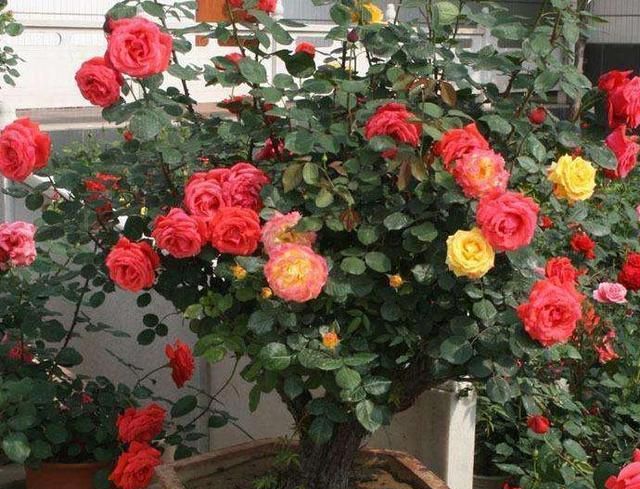 盆栽月季就选树桩月季花，养一盆可年年赏花，养护只需注意4点