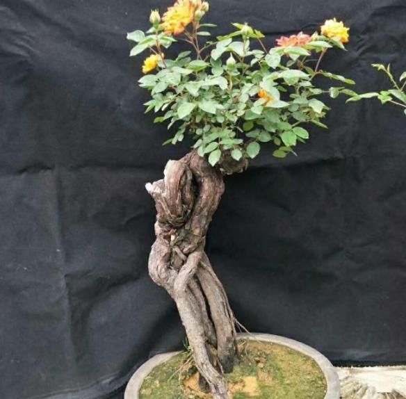 盆栽月季就选树桩月季花，养一盆可年年赏花，养护只需注意4点