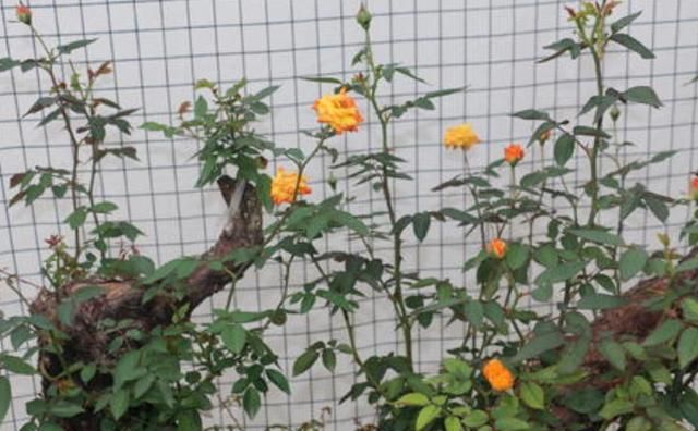 盆栽月季就选树桩月季花，养一盆可年年赏花，养护只需注意4点