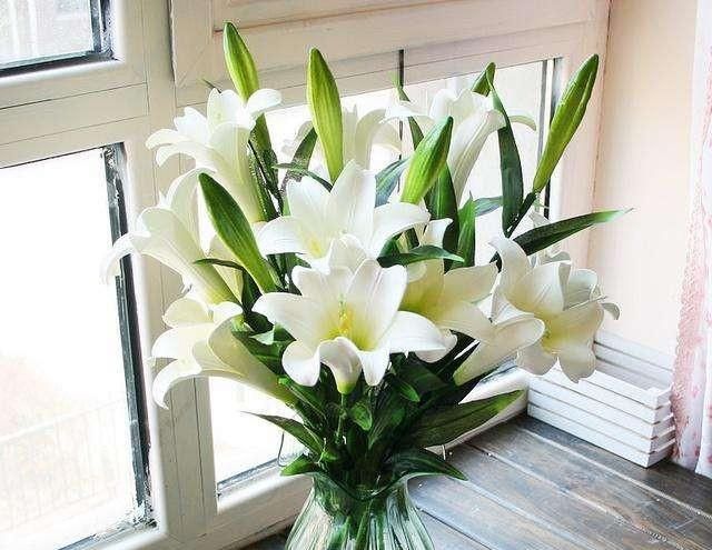 家里有花,几招常见养护方法,学起来错不了